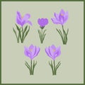 Set of blooming flowers. Crocus flower. Royalty Free Stock Photo